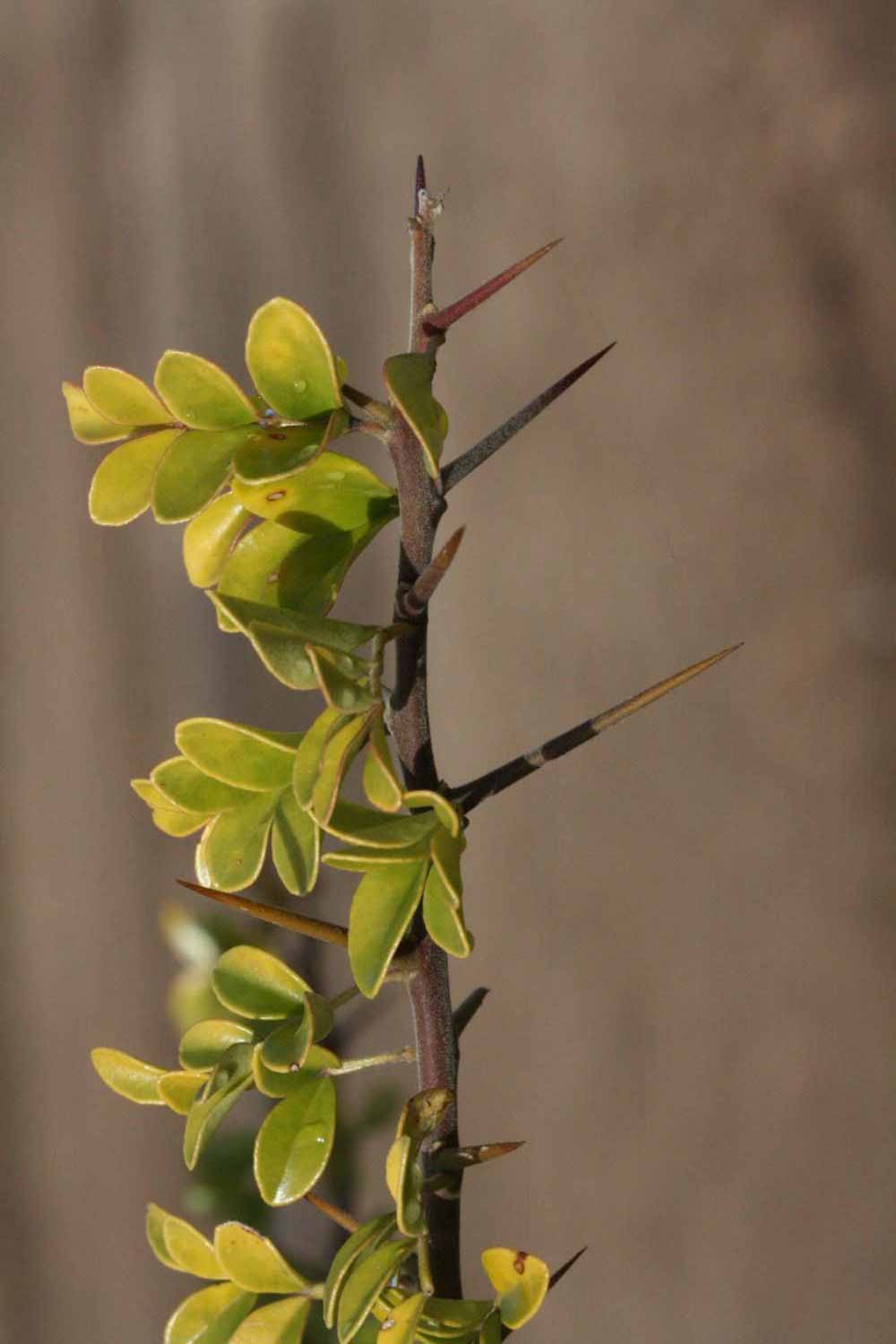              First year twig (Riverside, CA)       